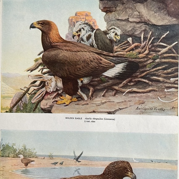 🖤5/$25 Antique Ornithological Bird Print Original Eagle - Picture 5 of 15